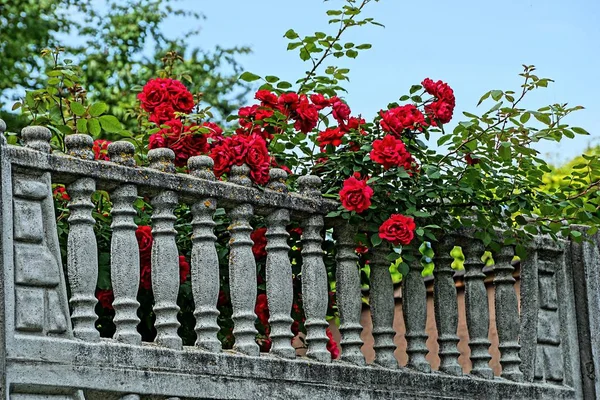 Arbusto Verde Con Rosas Rojas Una Antigua Valla Hormigón Gris — Foto de Stock