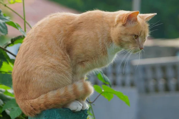 Große Rote Katze Sitzt Auf Dem Zaun Grünen Laub Draußen — Stockfoto