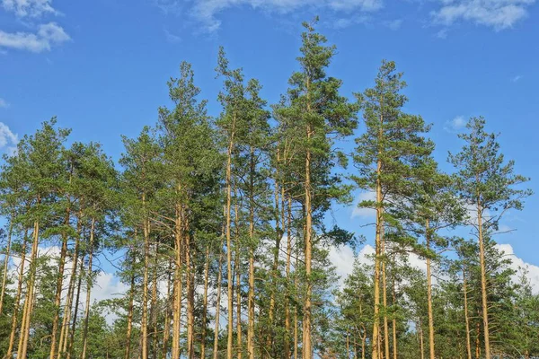 Row Pine Green Tree Tops Forest Sky Clouds — Stock Photo, Image