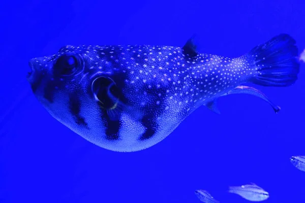 Grand Beau Poisson Mer Nage Dans Eau Claire Bleue Aquarium — Photo