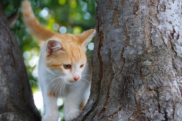 Jeden Mały Biały Czerwony Kociak Stoi Tułów Czarny Drzewo Parku — Zdjęcie stockowe