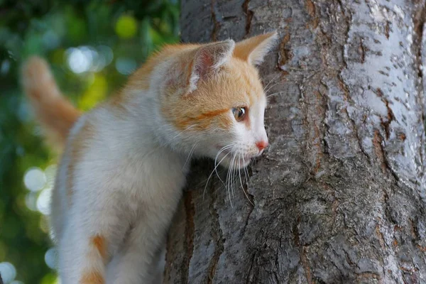 Pequeno Gatinho Gengibre Branco Está Tronco Árvore Preta Parque — Fotografia de Stock