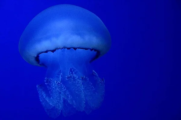 青い海の水で泳ぐ大きな白いクラ — ストック写真