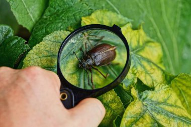 Big brown beetle on a sheet under a magnifying glass in his hand clipart