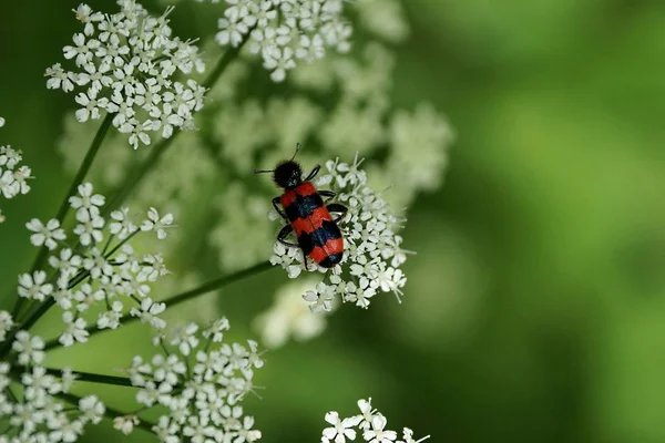 Big Red Black Beetle White Flower Nature Sunny Day — Stock Photo, Image