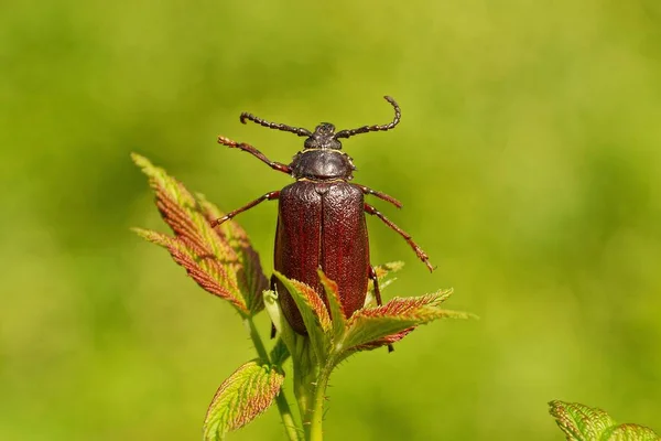 Brown Beetle Green Leaves Green Background — 스톡 사진