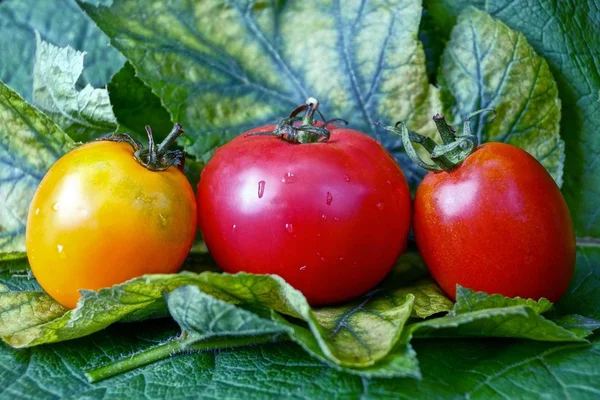 Tre Pomodori Maturi Bagnati Fogli Verdi — Foto Stock