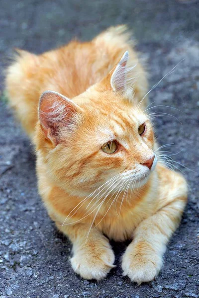 Gatto Rosso Seduto Guardando Strada — Foto Stock