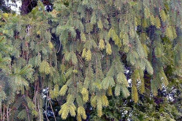 Piccoli Rami Abete Rosso Verde Conifere Nel Bosco — Foto Stock