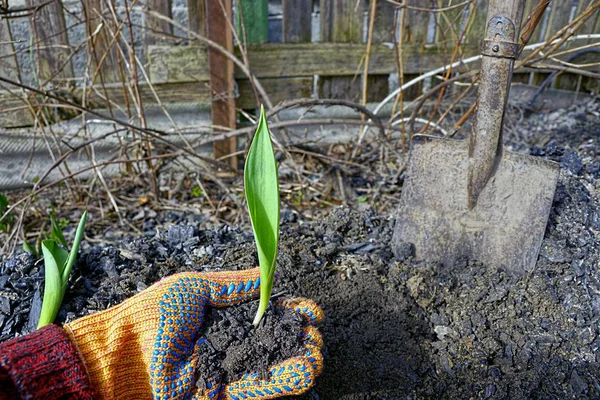 Broto Verde Mão Antes Plantar Chão — Fotografia de Stock