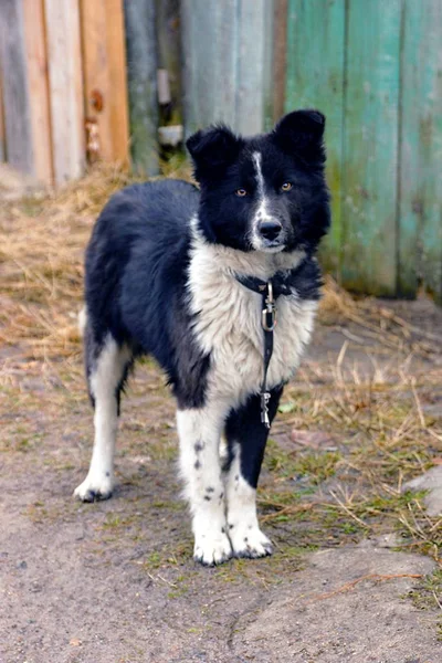 Ein Großer Gefleckter Hund Mit Halsband Steht Hof Neben Dem — Stockfoto