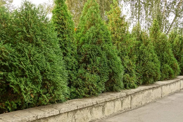 Dekorativ Grüne Schöne Bäume Der Natur — Stockfoto