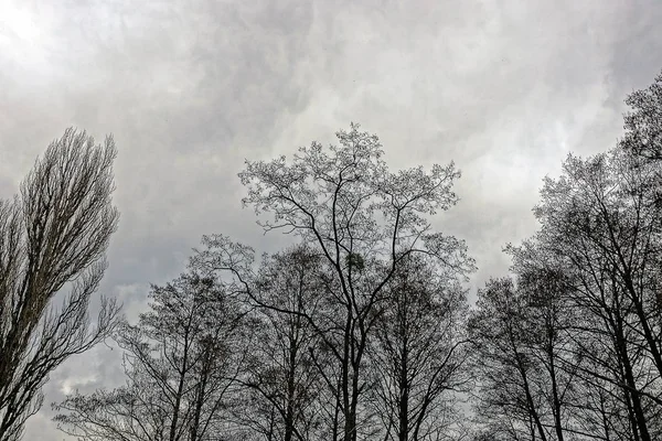 Tree Crown Gray Sky Background — Stock Photo, Image