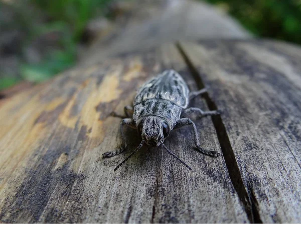 Trockener Holzzweig Mit Einem Großen Käfer Auf Grauem Hintergrund — Stockfoto