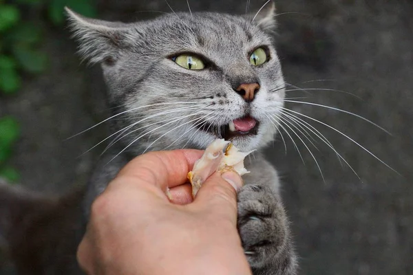 Gri Kedi Parmaklarında Bir Parça Yiyor — Stok fotoğraf