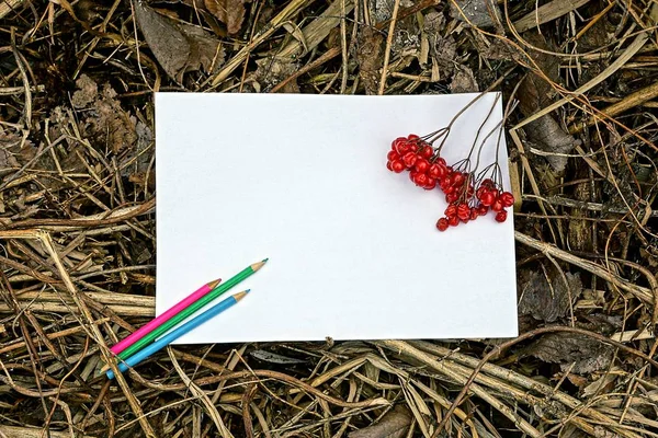 Білий Аркуш Паперу Олівці Червоні Ягоди Калини — стокове фото
