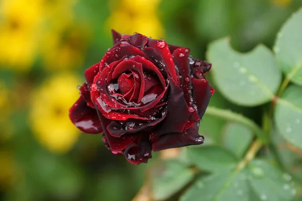 Bud Beautiful Red Rose Drops Dew — Stock Photo, Image