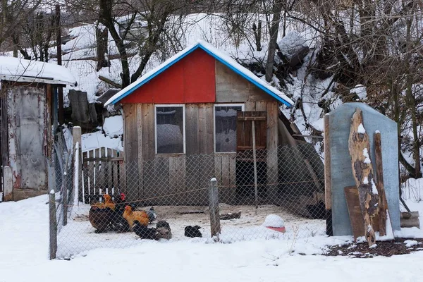 ahşap tavuk kümesi ile beyaz karda çitin arkasında mesh bahçedeki tavuklar