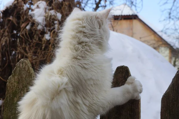 在冬季街道上 坐在灰色木栅栏上的白猫 — 图库照片