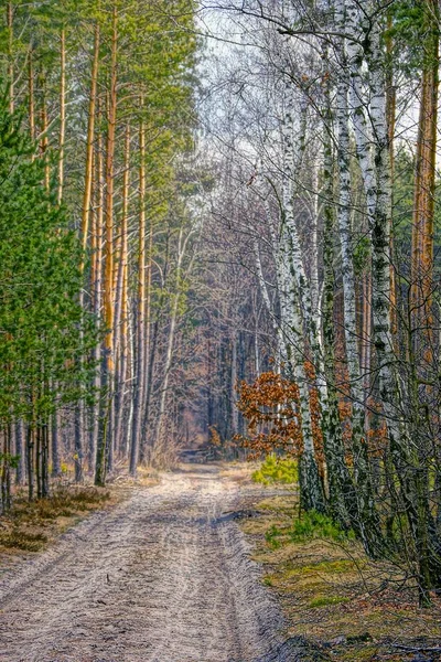 Forest landscape at the crossroads of the forest road