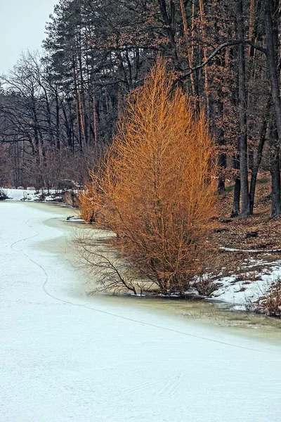 Pini Ricoperti Neve Nel Nord — Foto Stock