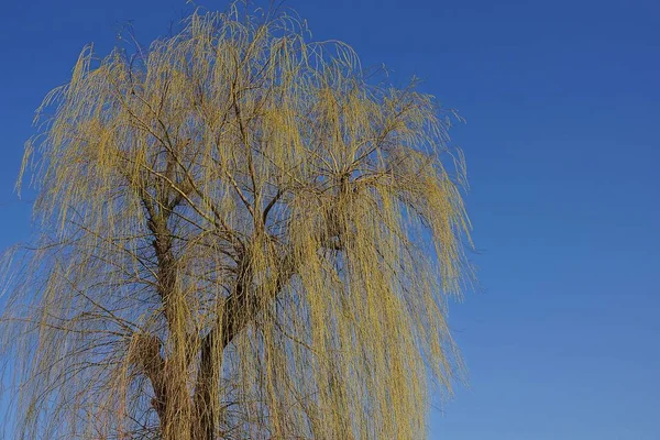 Yellow Flowering Willow Blue Sky — Stock Photo, Image