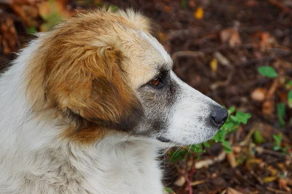 Perro Con Ojos Marrones Sentado Césped Jardín —  Fotos de Stock