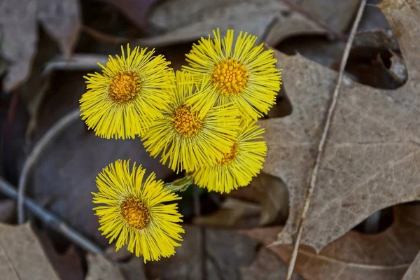 Schöne Kleine Gelbe Blüten Trockenen Blättern — Stockfoto