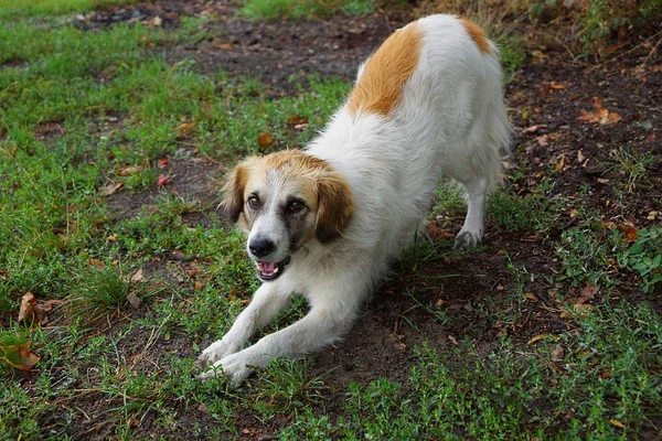 Manchado Perro Encuentra Suelo Con Hierba Verde Parque —  Fotos de Stock