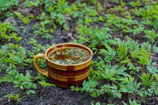 Bir Fincan Çay Ayakta Yeşil Bitki Örtüsü Arasında — Stok fotoğraf