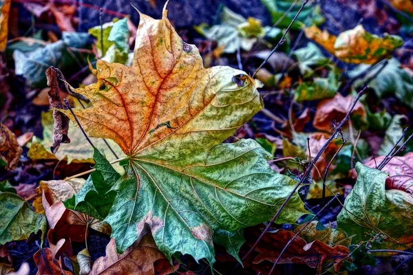 草の上の乾燥葉カエデの葉 — ストック写真
