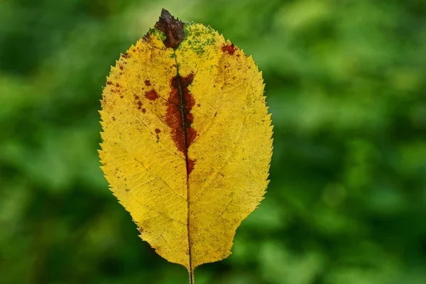 Mooie Gevallen Kleine Gele Blad Open Lucht — Stockfoto