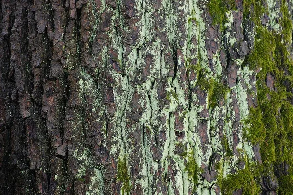 Verde Cinzento Textura Vegetal Natural Casca Musgo — Fotografia de Stock