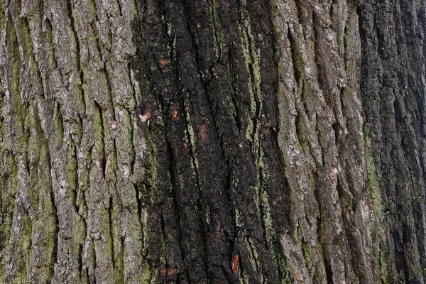 Grå Grön Naturliga Växt Textur Bark Och Mossa Ett Träd — Stockfoto