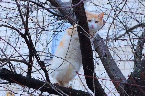 大斑点猫坐在街道上的树枝上 — 图库照片