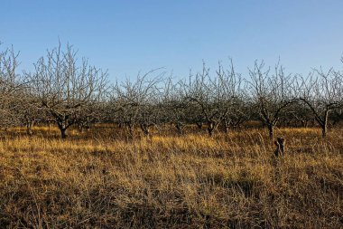 Orchard ile sonbahar ağaçlarda boş gökyüzüne karşı kuru ot
