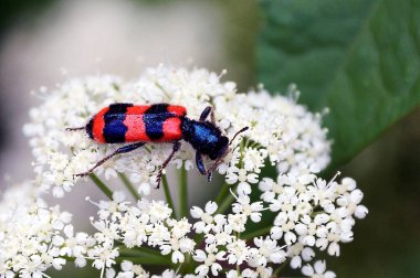 Beyaz küçük çiçekler üzerinde güzel büyük böcek
