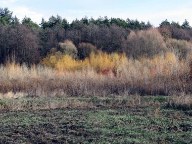 arkasında bir alan kuru ot ve dünya ile sonbahar orman