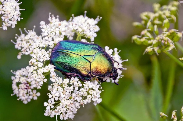 Grüner Schöner Käfer Sitzt Auf Einer Weißen Blume Einem Sommergarten — Stockfoto