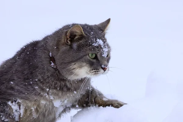 Gato Cinza Sentado Snowdrift Branco — Fotografia de Stock
