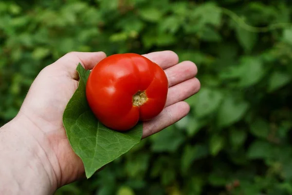 Tomate Vermelho Folha Verde Uma Palma Aberta Contra Fundo Verde — Fotografia de Stock