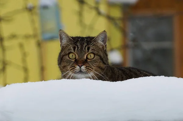 美しい縞模様の猫が白い雪の吹きだまりの後ろに座っています — ストック写真