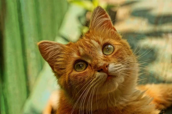 Red Cat Sitting Looking Street — Stock Photo, Image