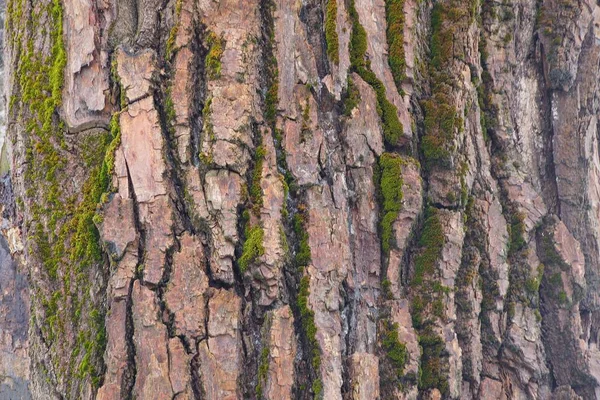 Textura Vegetal Natural Corteza Marrón Musgo Verde Sobre Pino — Foto de Stock