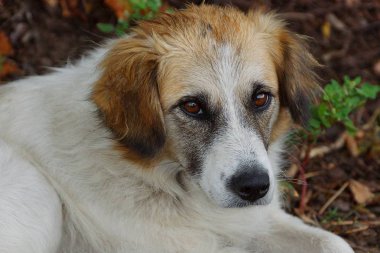 Köpek bahçede çimenlikte oturan kahverengi gözlü