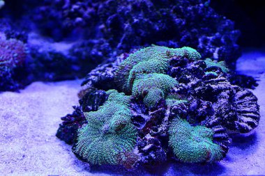 güzel renkli corral denizin dibinde