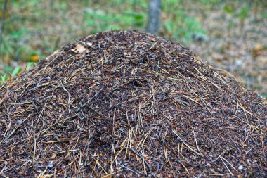 bir büyük kahverengi karınca yuvası ormandaki bir parçası
