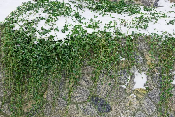 Πράσινα Φυτά Έναν Πέτρινο Τοίχο Κάτω Από Λευκό Χιόνι — Φωτογραφία Αρχείου