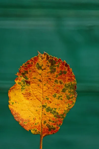 Folha Seca Colorida Caída Uma Árvore Fundo Verde — Fotografia de Stock
