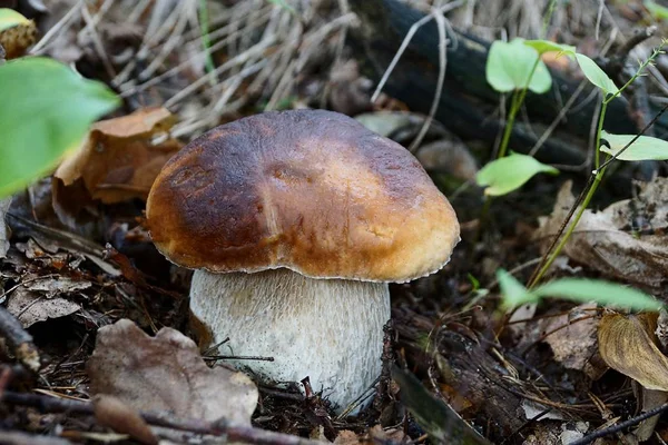 Champignon Dans Herbe Les Feuilles Dans Forêt Automne — Photo